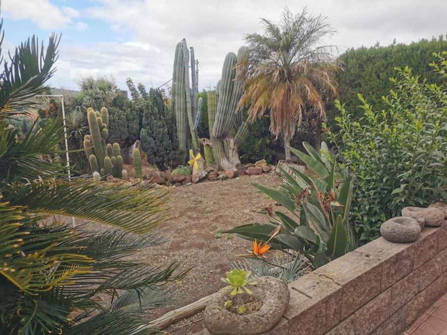 Los Cactus Santa Cruz de Tenerife Dış mekan fotoğraf